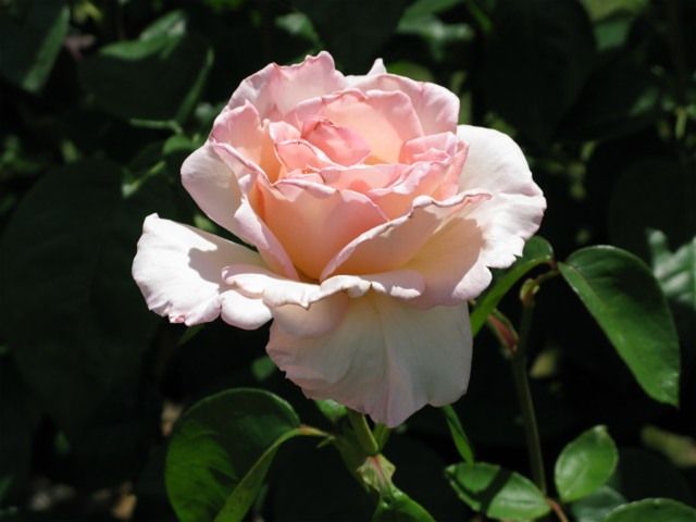  photo PinkPromiseatsjmunigardIMG_1224_zps01b52ddf.jpg